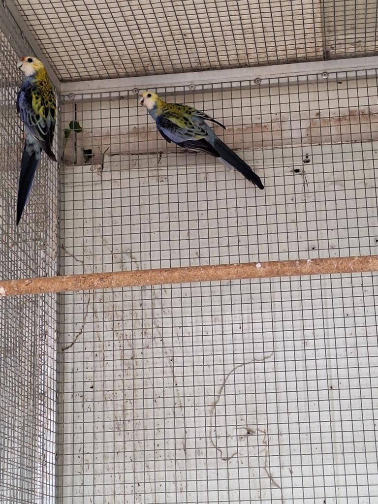 Broed koppel  bleekkop  rosella.s, Dieren en Toebehoren, Meerdere dieren, Parkiet
