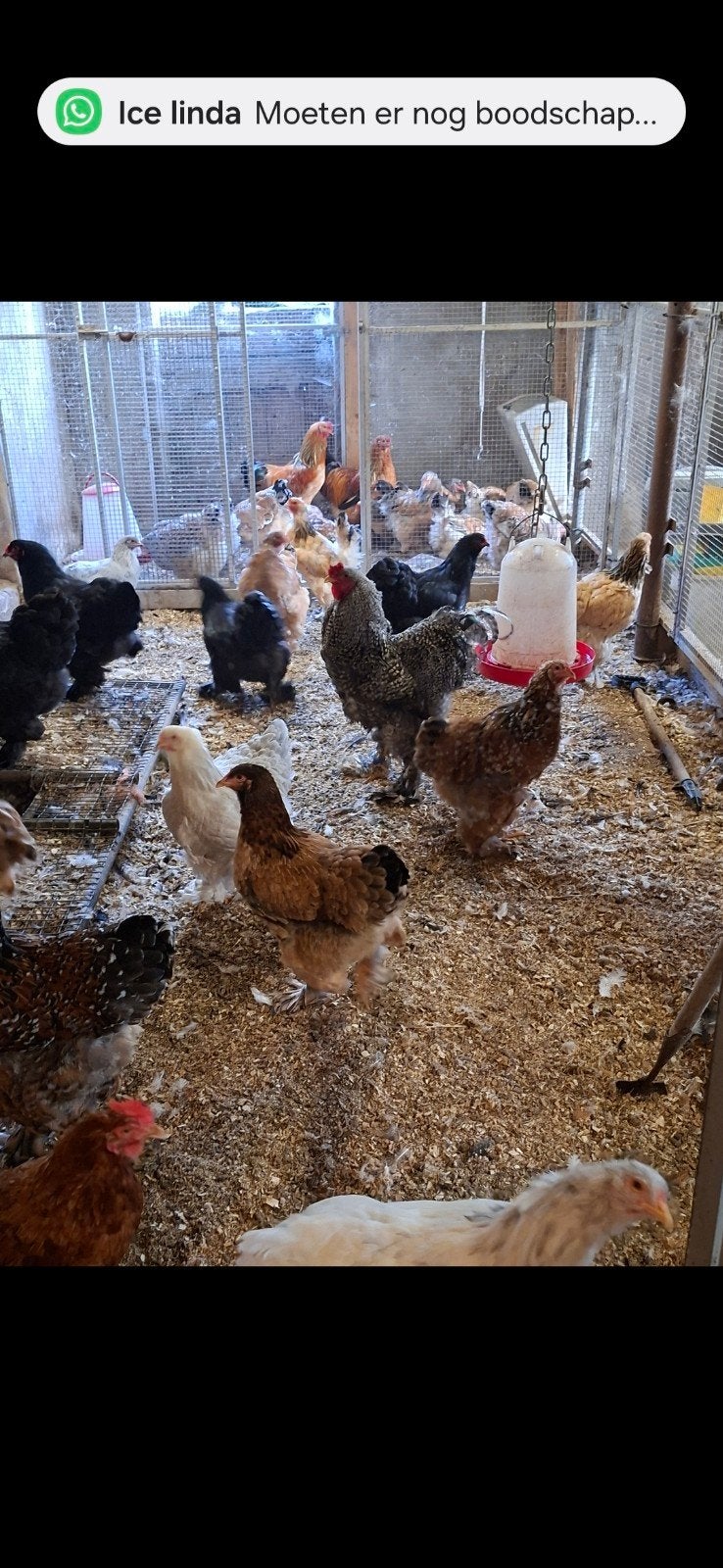 Hennen kippen brahma's wyandotte zijdehoen €20; p/s, Dieren en Toebehoren, Meerdere dieren, Kip