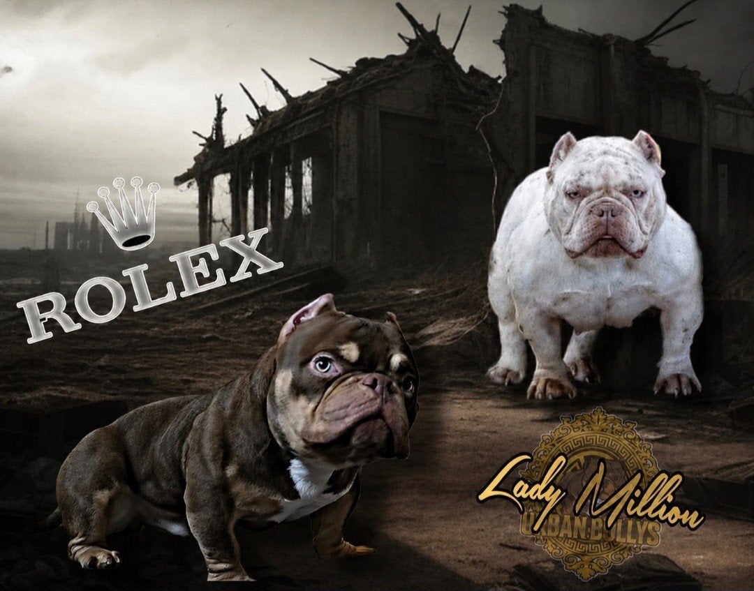 Exotische Micro Bully reu – 7 maanden, Dieren en Toebehoren, België, Particulier, 15 weken tot 1 jaar, Bulldog