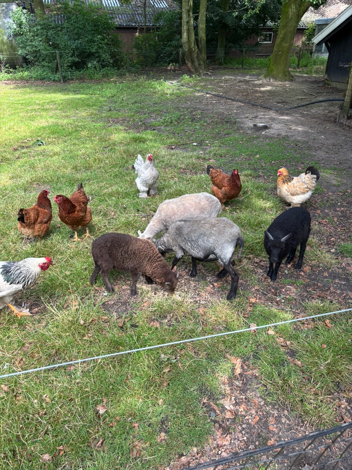 Ouessant schaap, Meerdere dieren, Schaap