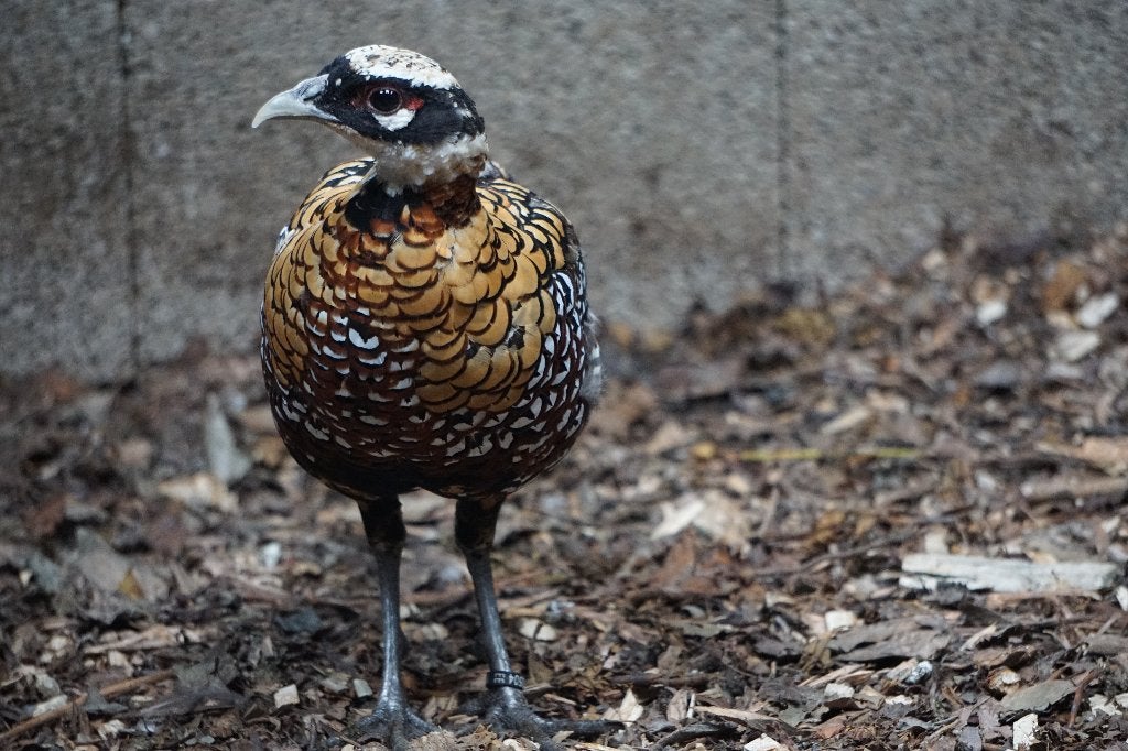 Koningsfazanten | Sierlijke fazant met lage staart!, Meerdere dieren, Overige soorten