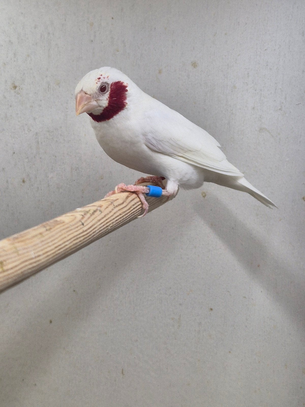 Mooie roodband ino bandvink man, Dieren en Toebehoren, Mannelijk, Geringd