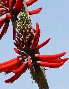 Koraalboom (Erythrina flabelliformis), Ophalen of Verzenden, Overige soorten, Volle zon