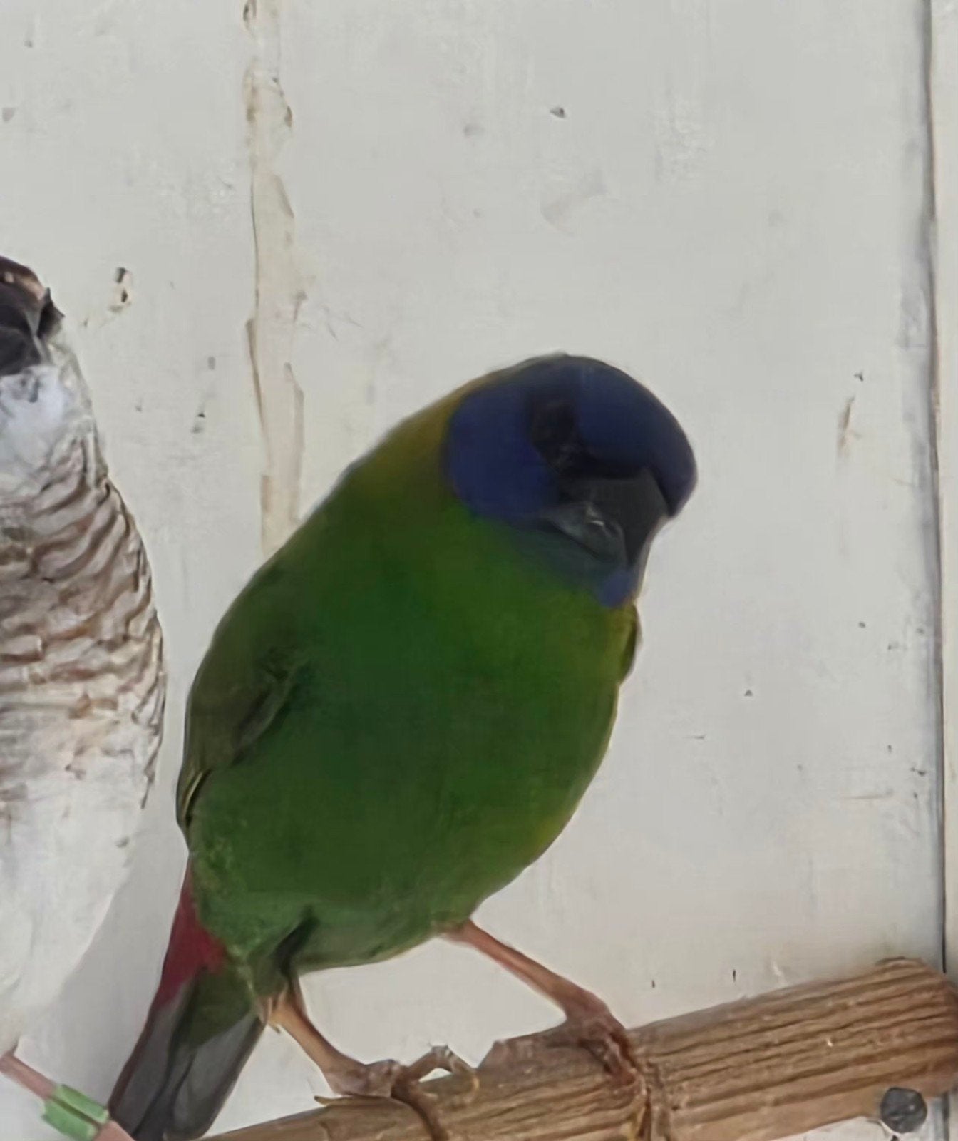 Verschillende soorten vogels, Dieren en Toebehoren, Vogels | Overige Vogels, Meerdere dieren