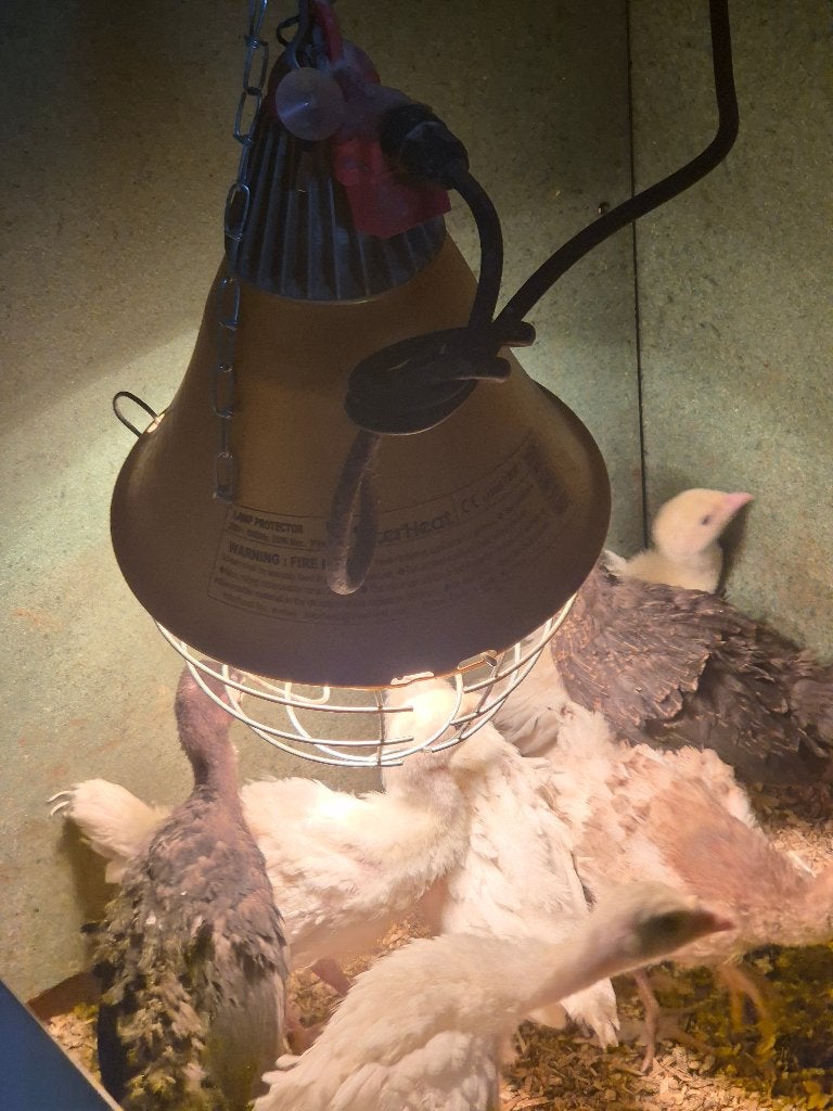 Kalkoenen, Meerdere dieren, Kalkoen