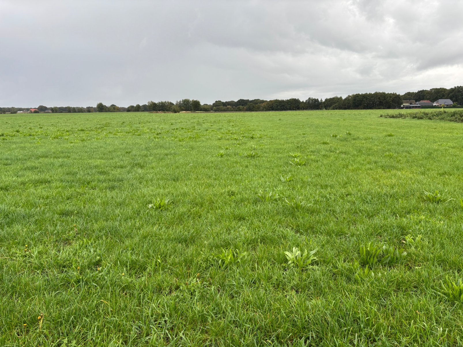 Te koop Gras op stam +- 3 hectare