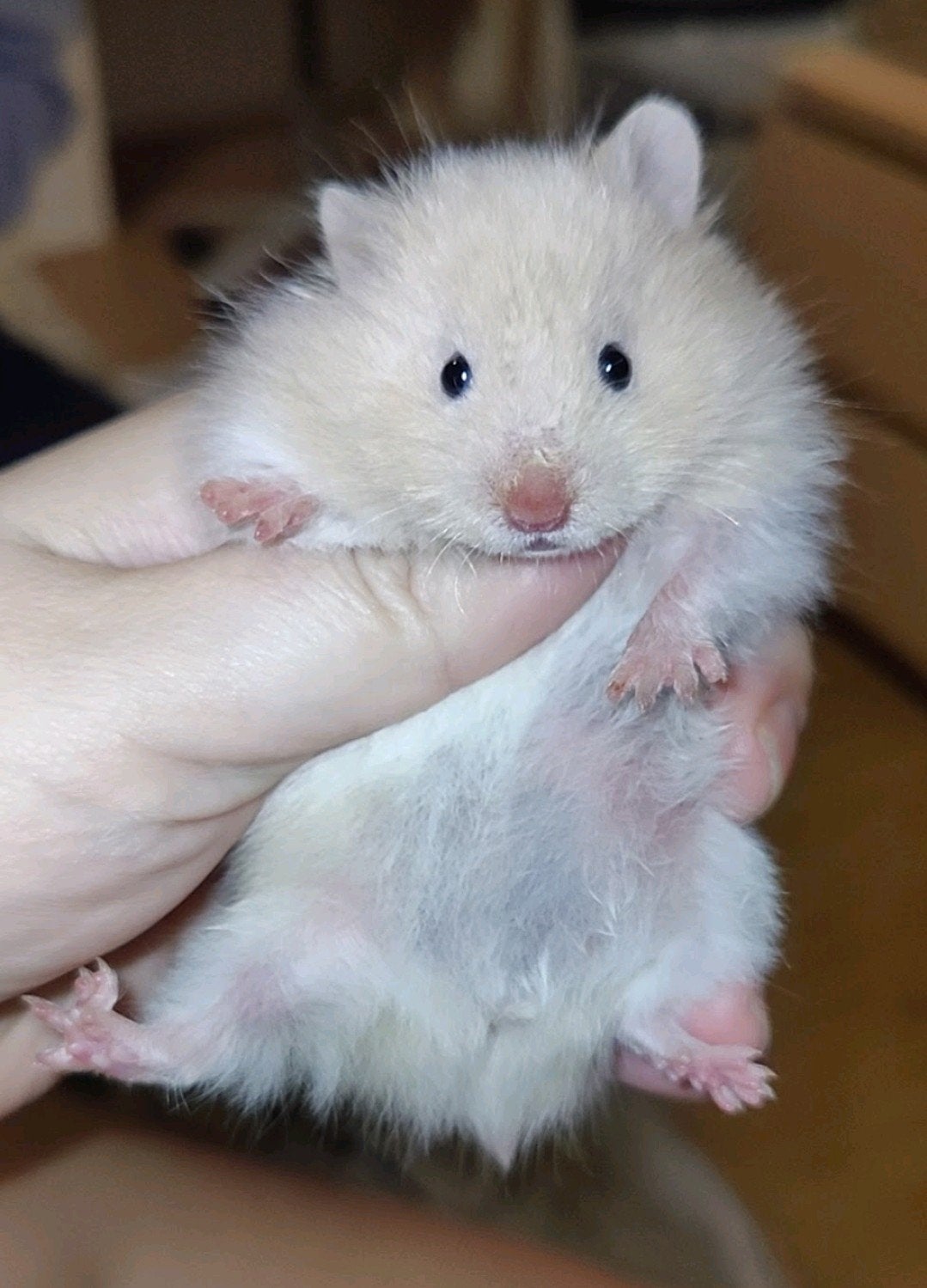 Lieve crème witband langhaar baby hamster, vrouw, Dieren en Toebehoren, Hamster, Augustus, Vrouwelijk, Tam