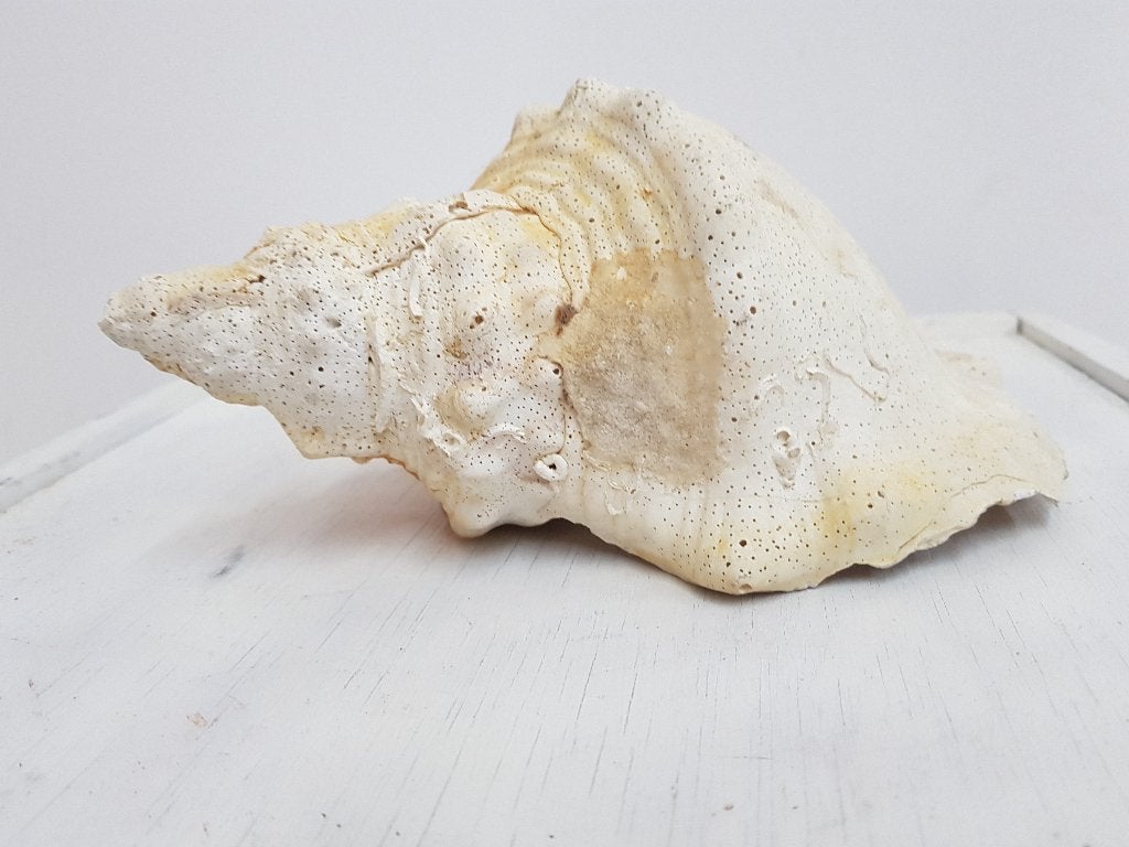 triplofusus giganteus schelp, Verzamelen, Ophalen of Verzenden, Schelp(en)