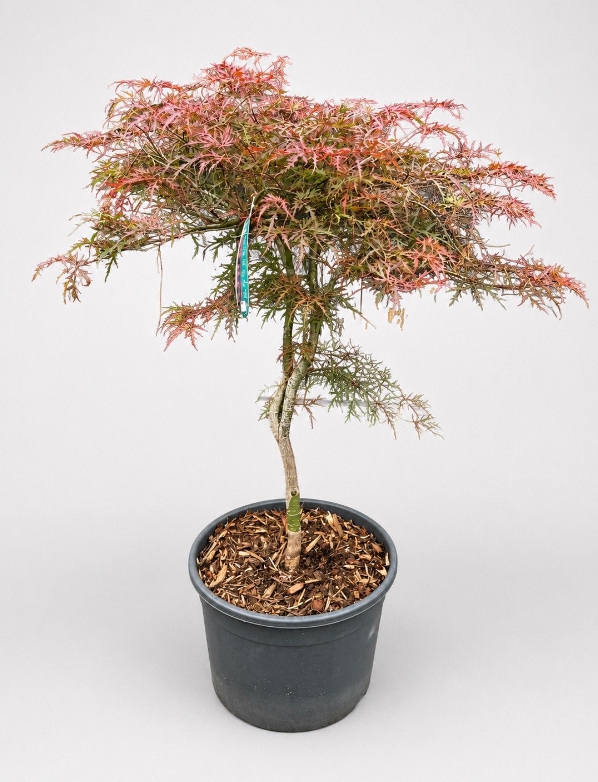 Acer Palmatum Garnet - Japanse Esdoorn, Bloeit niet, Halfschaduw, Overige soorten, 100 tot 250 cm