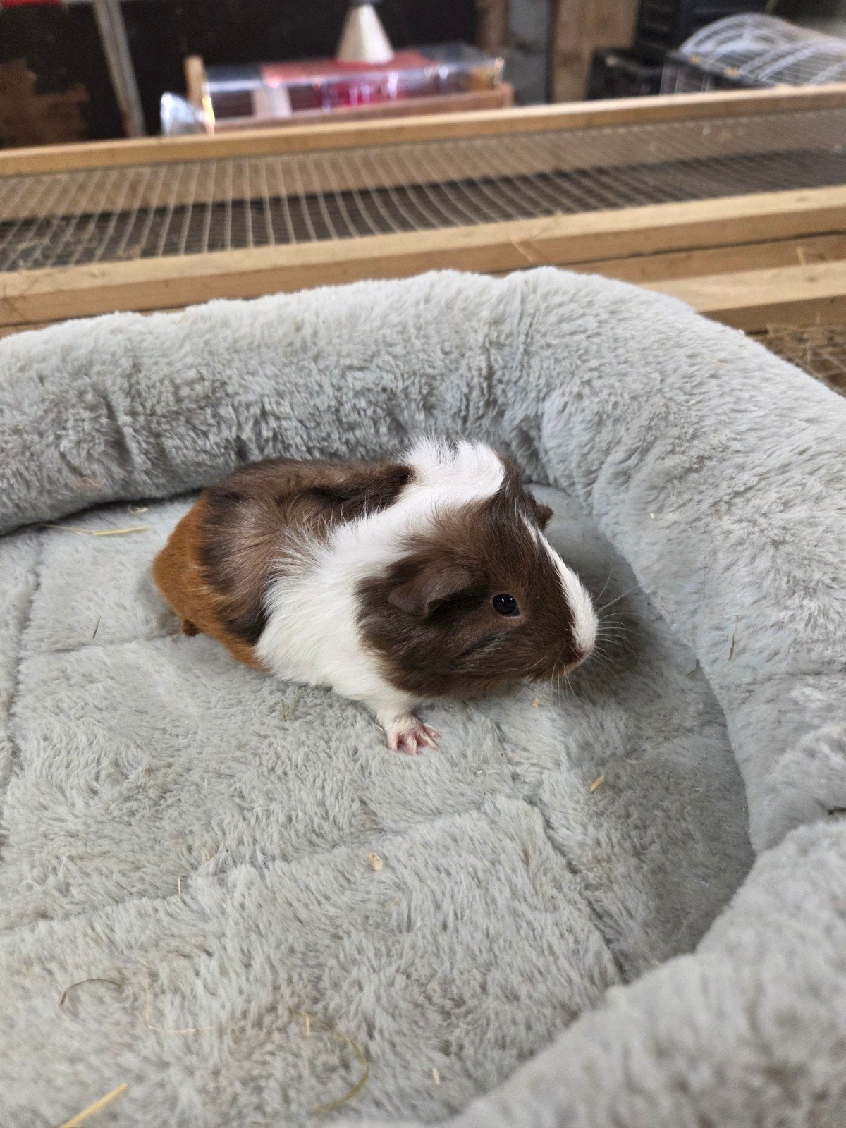 Cavia zeugjes en beertjes gladhaar borstel wollebaal, Juni, Meerdere dieren, Cavia