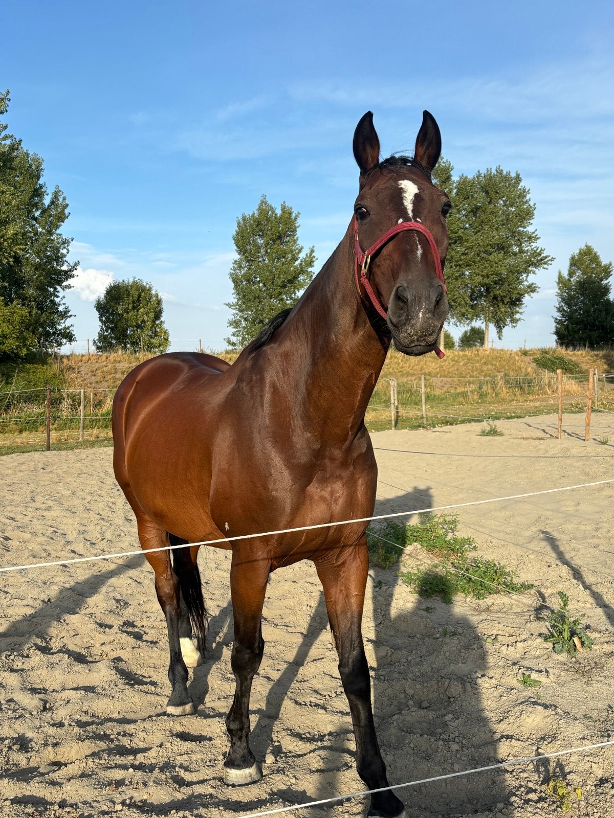 gezocht : een goed tehuis, Dieren en Toebehoren, Ruin, Recreatiepaard, 11 jaar of ouder
