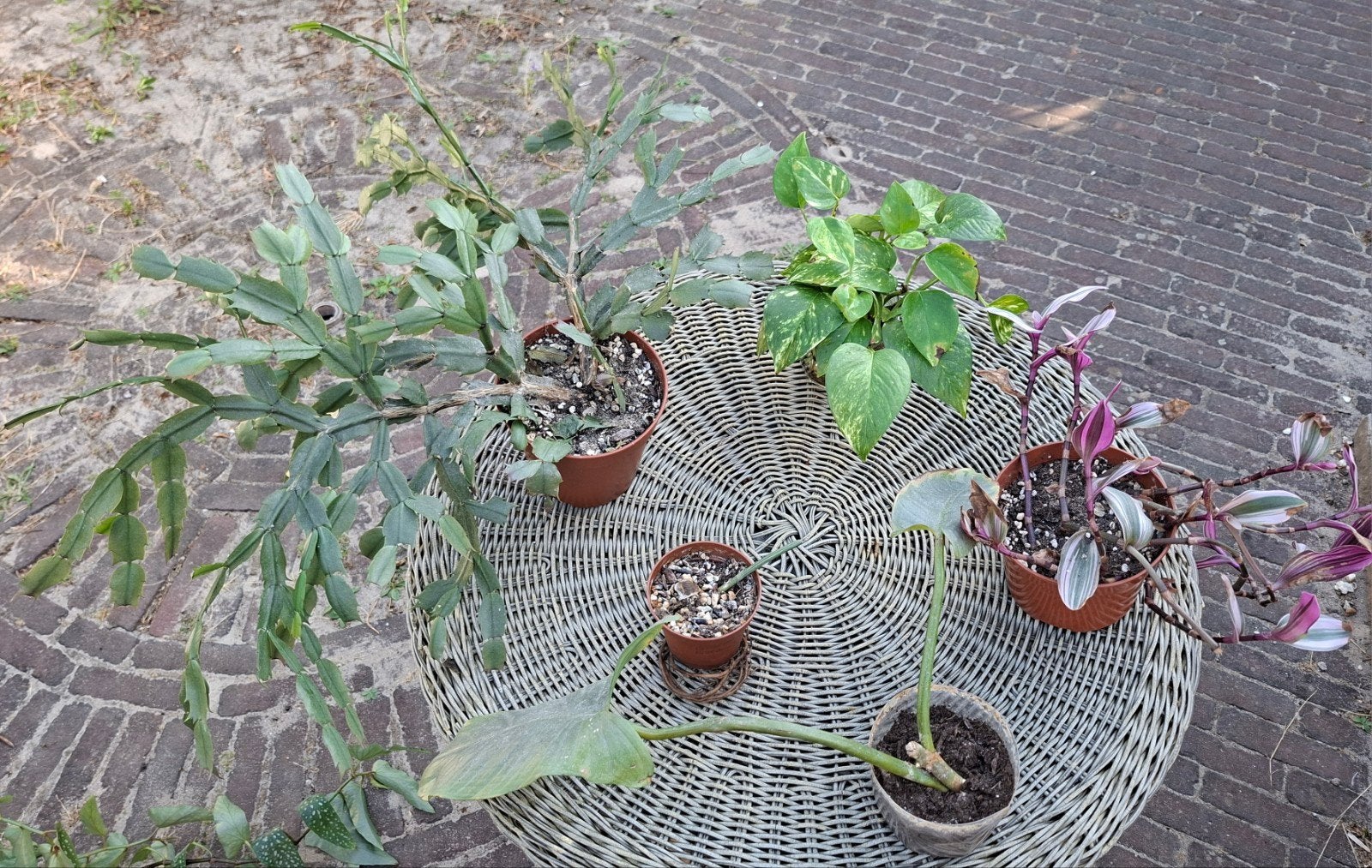 Diverse kamerplanten, Ophalen, Overige soorten