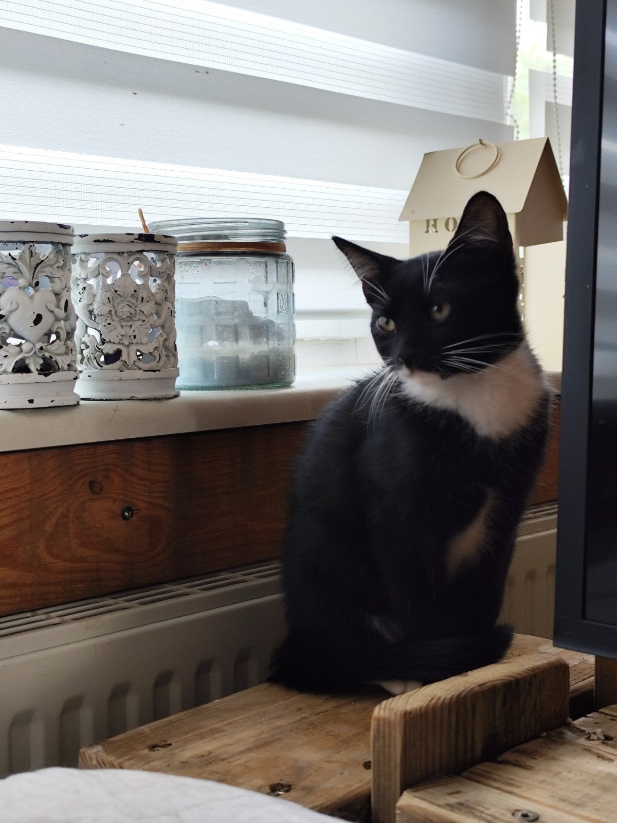 3 kittens zoeken forever home, Meerdere dieren, Kortharig, 0 tot 2 jaar