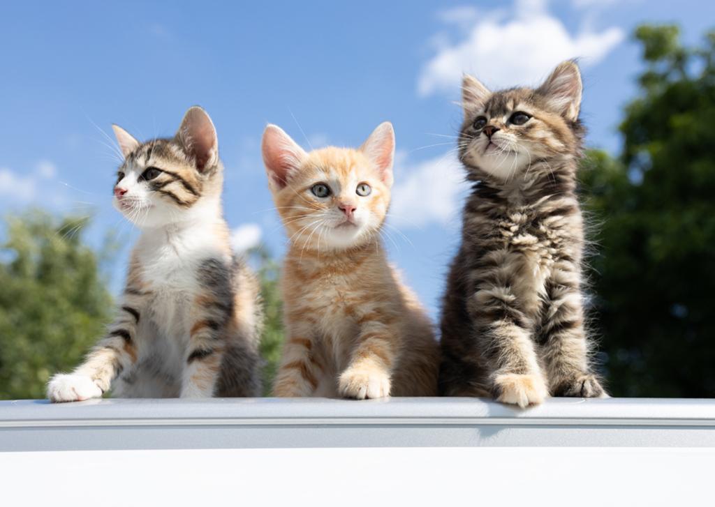 GEZOCHT! 1 of 2 leuke kittens, Dieren en Toebehoren, Katten en Kittens | Overige Katten, Meerdere dieren, Kortharig, 0 tot 2 jaar