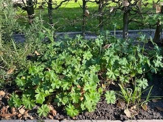 ooievaarsbak plantjes, Tuin en Terras, Ophalen, Vaste plant, Groenteplanten, Volle zon