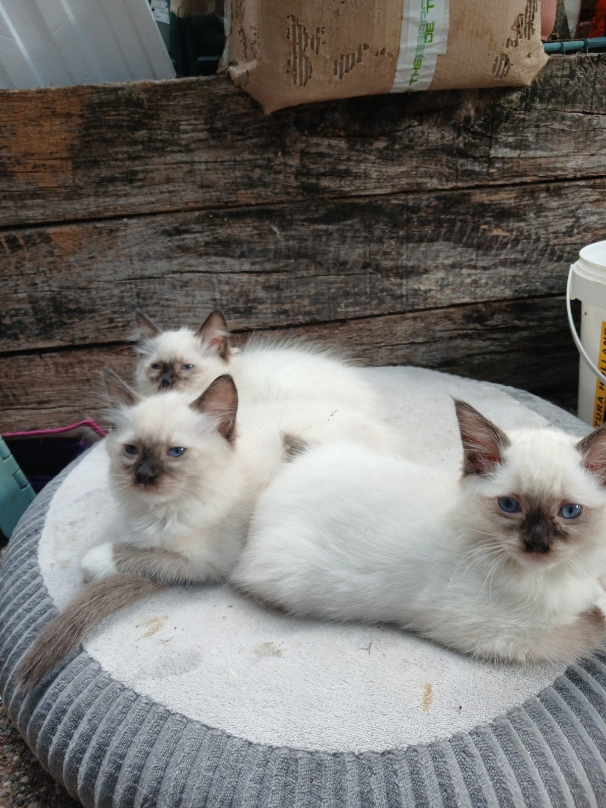 Nog 2 Ragdoll kittens beschikbaar, Meerdere dieren, Ontwormd