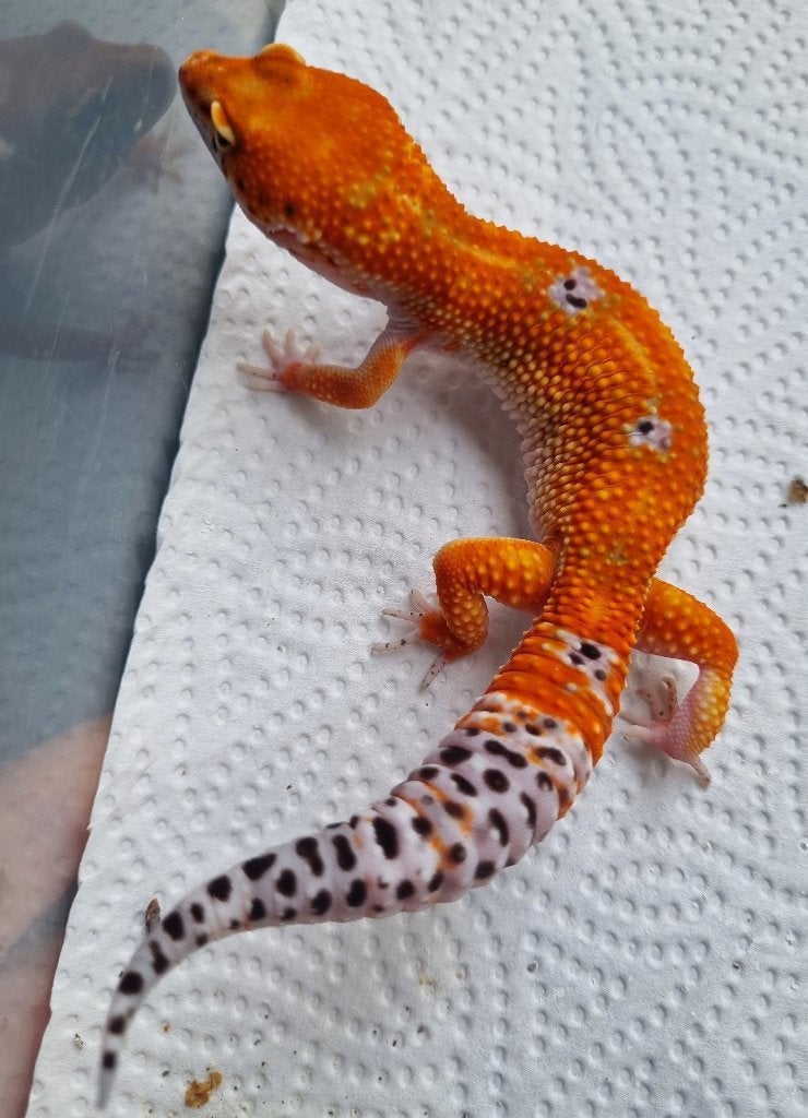 0.1 purple head mandarin het tremper  luipaardgekko