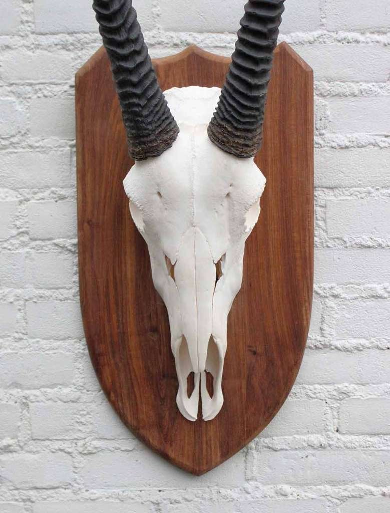 Grote SPIESBOK / ORYX op houten schild - ref. E (gewei), Ophalen of Verzenden, Gebruikt, Wild dier, Schedel