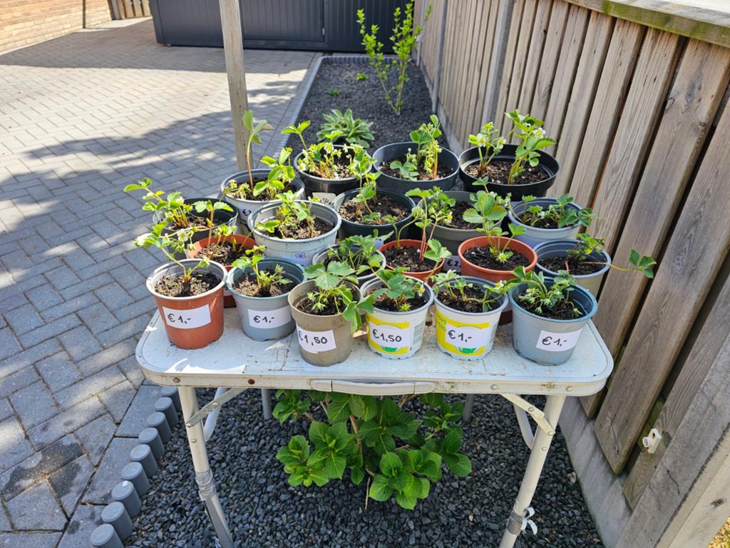 Aardbei plantjes aardbeien aardbeiplanten, Ophalen, Vaste plant, Fruitplanten, Volle zon