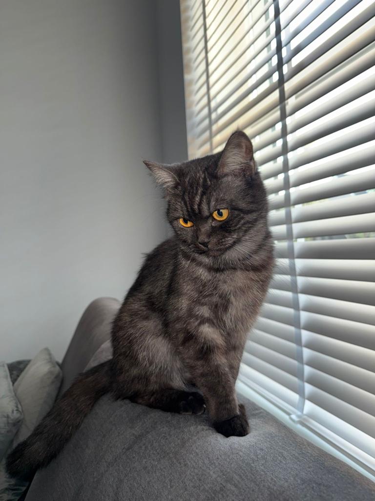 Britse kort haar, Dieren en Toebehoren, Katten en Kittens | Overige Katten, Poes