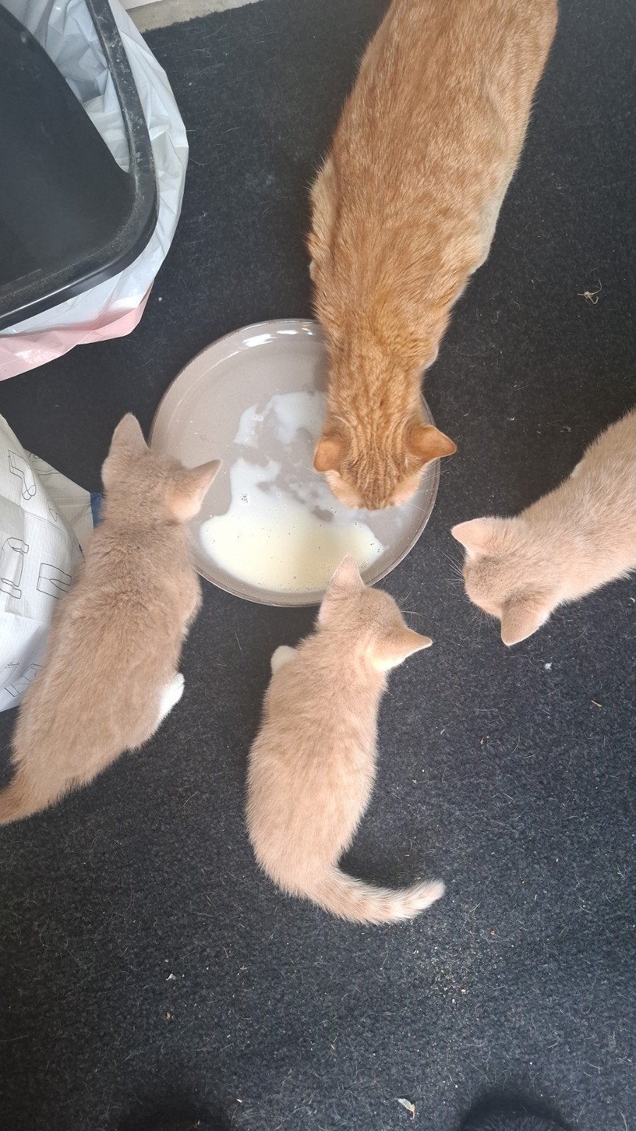 Rode kittens te koop, 2 poesjes en 1 kater, Meerdere dieren