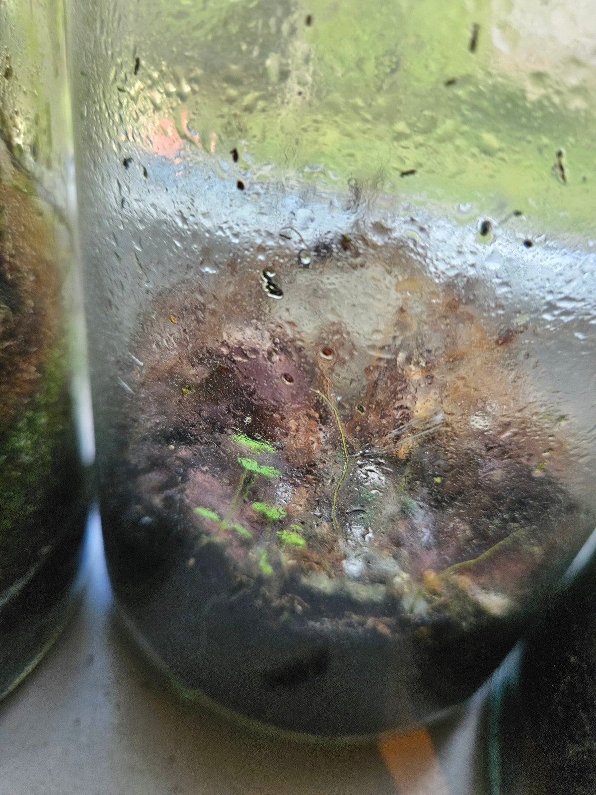 Planten en terrariums - wegens opruiming, Vaste plant, Bloeit niet, Halfschaduw, Ophalen