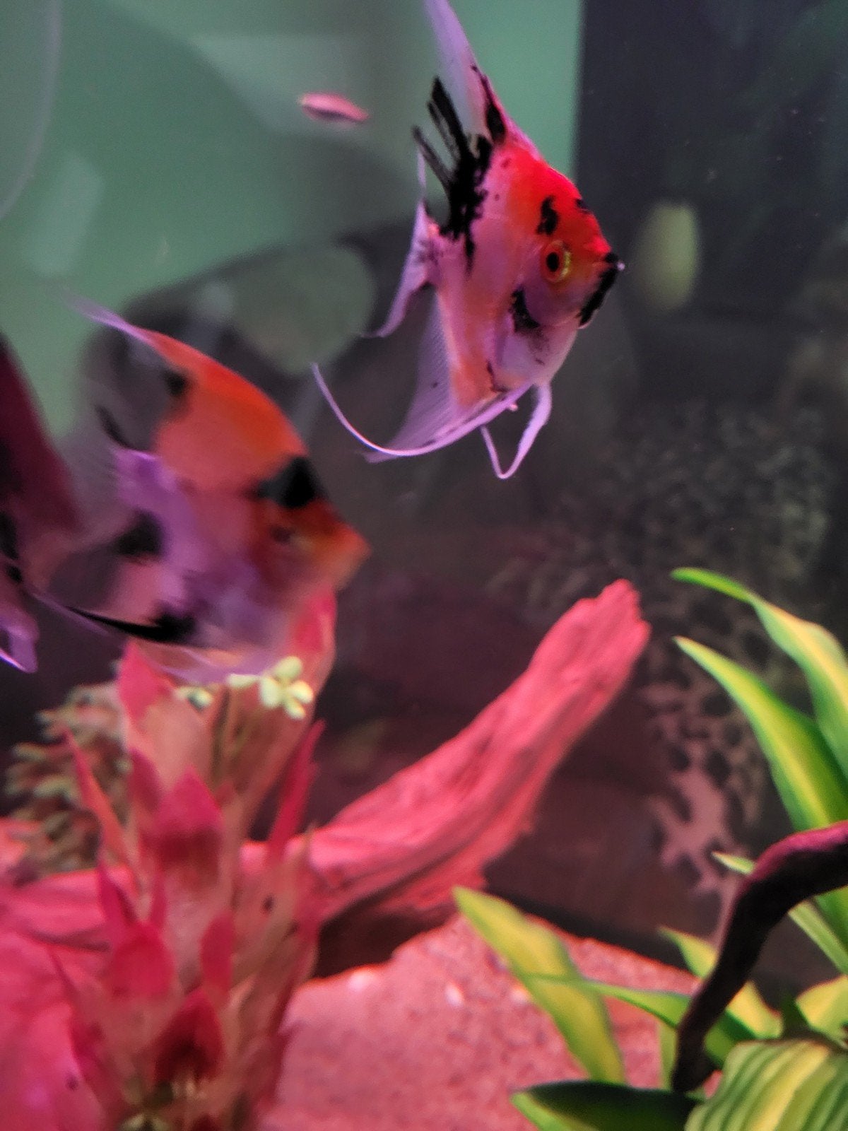 Maanvissen red devil groepje 5x, Dieren en Toebehoren, Vissen | Aquariumvissen, Vis