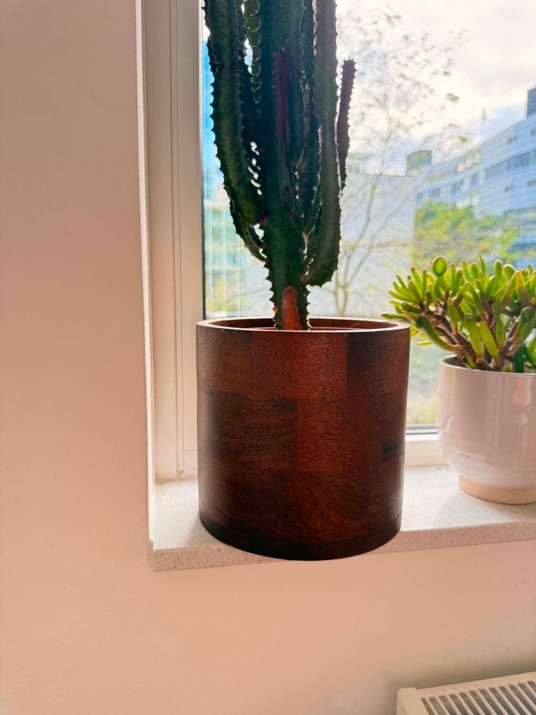 cactus plant with wooden pot, Ophalen, 100 tot 150 cm, Halfschaduw, Groene kamerplant