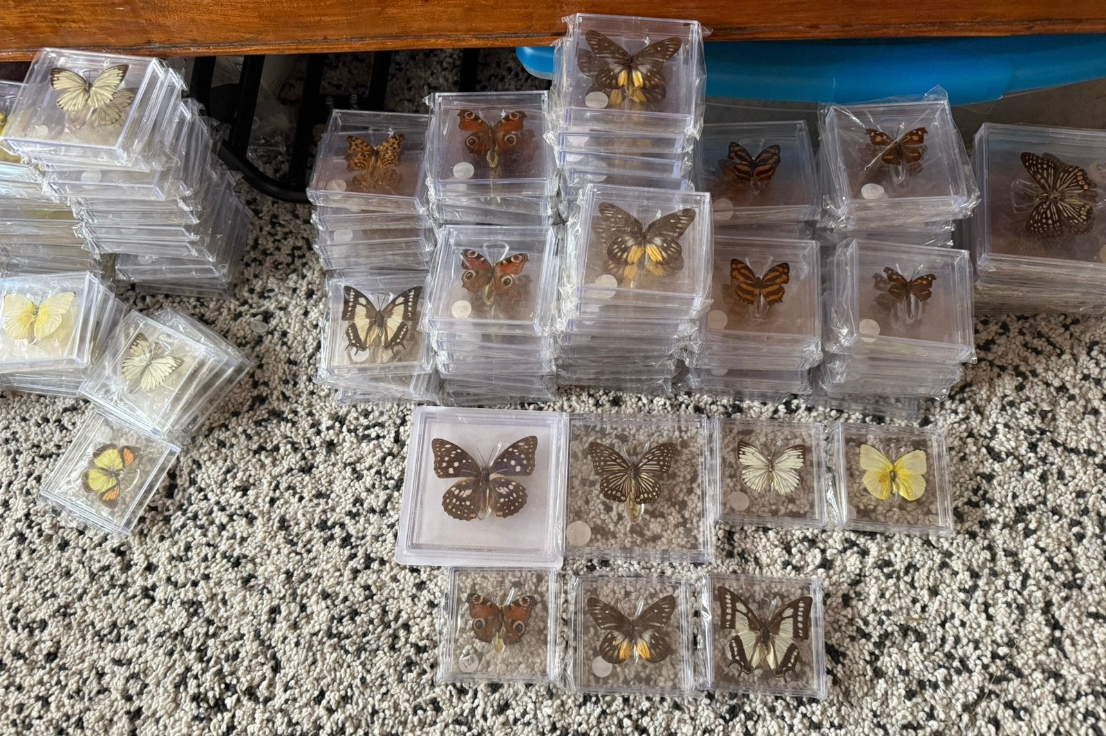Partij opgezette vlinders, Ophalen of Verzenden, Nieuw, Insect, Opgezet dier