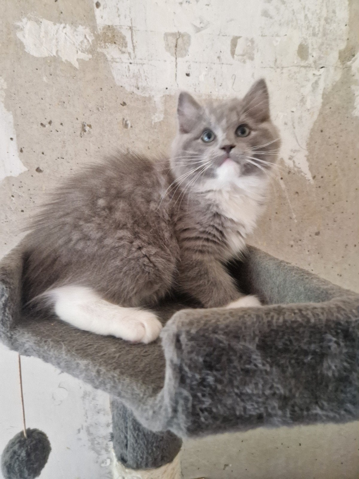 Speelse ragdoll kittens met stamboom en uit geteste  ouders, Meerdere dieren, Met stamboom, 0 tot 2 jaar
