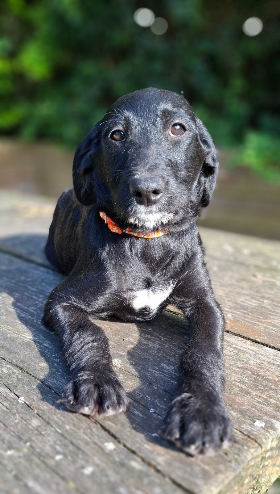 Leuke, super gezonde doodle pupjes (poedel x boerenfox), Dieren en Toebehoren, Parvo, 15 weken tot 1 jaar, Overige rassen, Teef