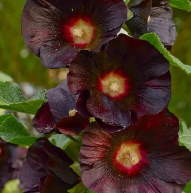 ZELDZAAM! Alcea Rosea Blacknight x Nigra Stokroos zaad zaden, Ophalen of Verzenden, Voorjaar, Volle zon, Zaad