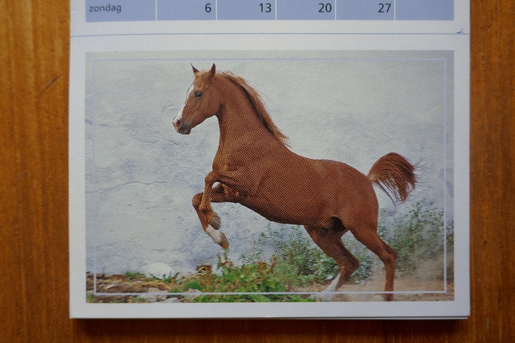Kalender met ansichten 2008 Nieuw! Paard Pony Merrie Veulen, Ophalen of Verzenden, 1980 tot heden, Ongelopen, Paard