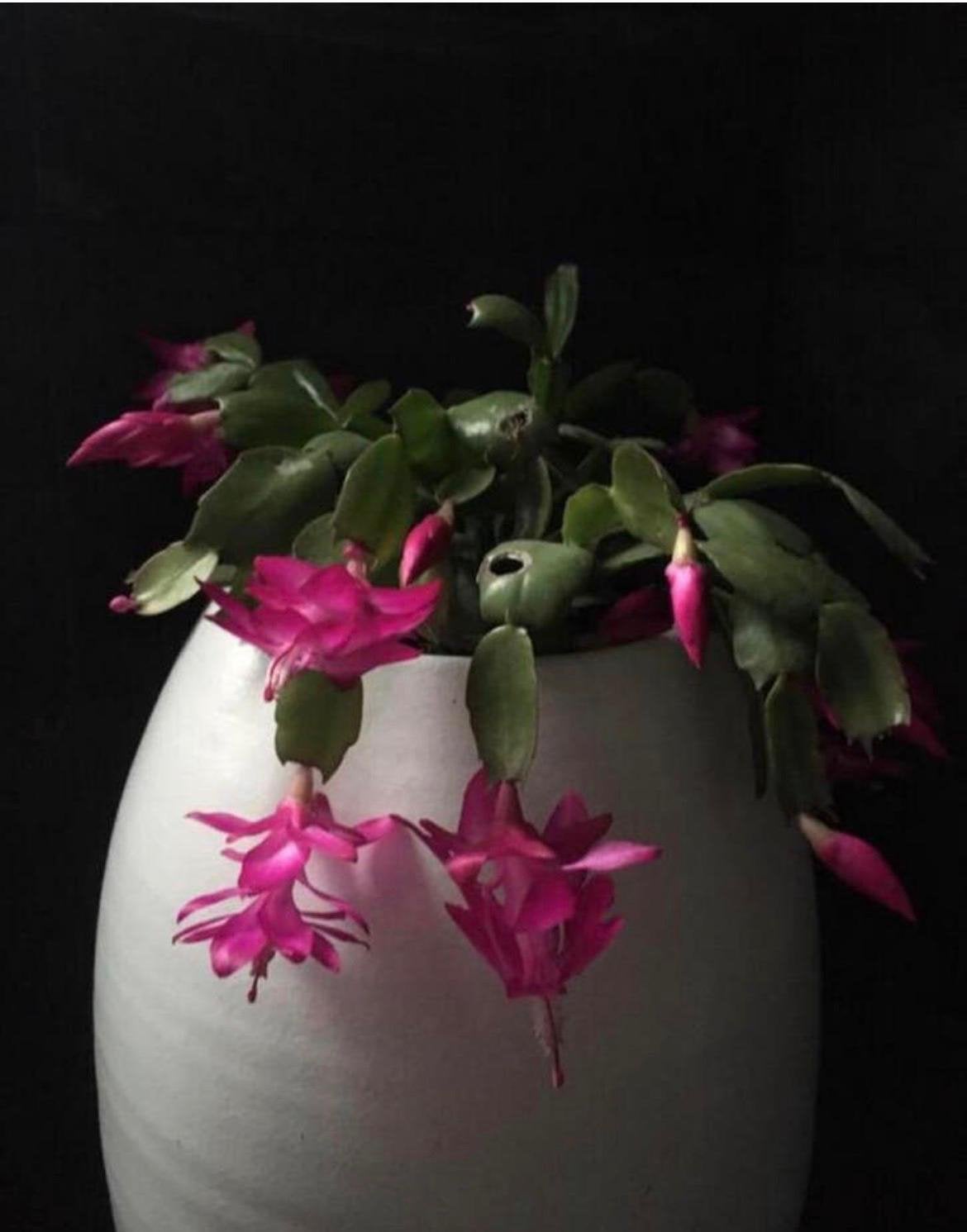 Biologische kamerplanten december cactus in bloei, Ophalen, Halfschaduw, Minder dan 100 cm, Bloeiende kamerplant