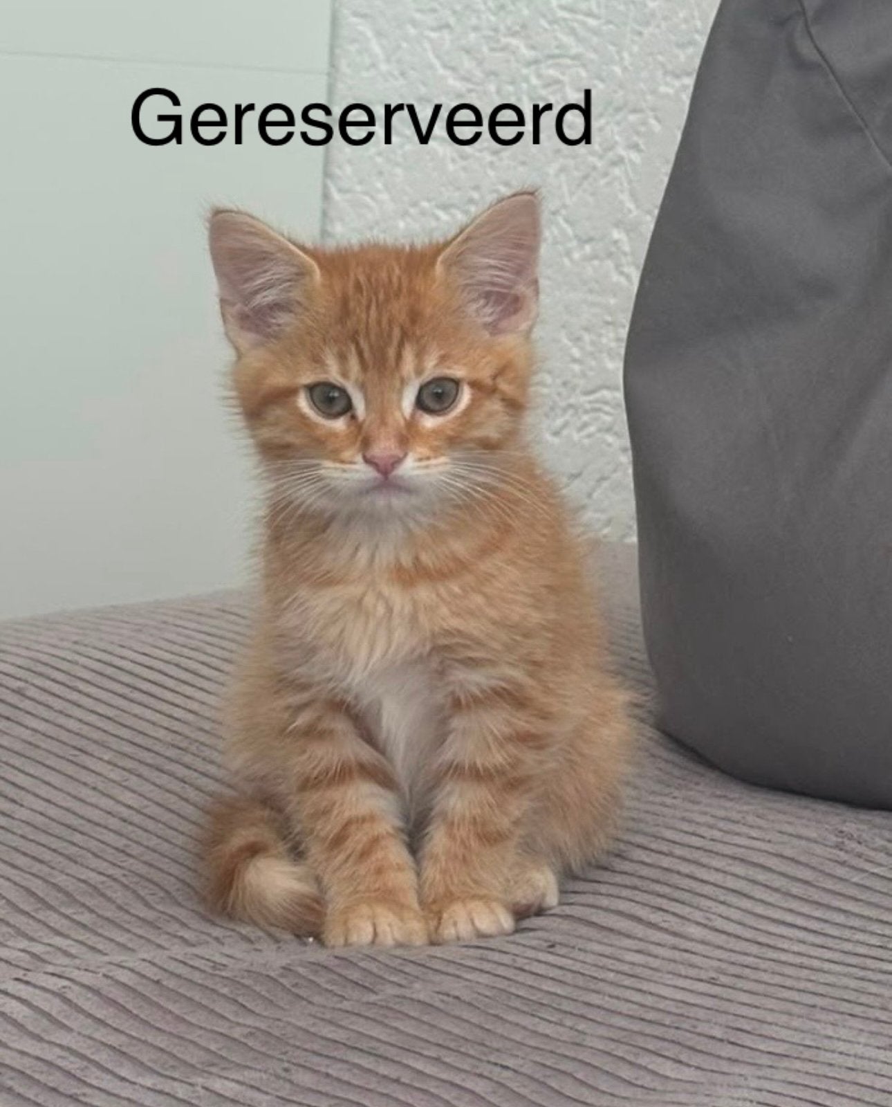 Kittens tekoop, Kater
