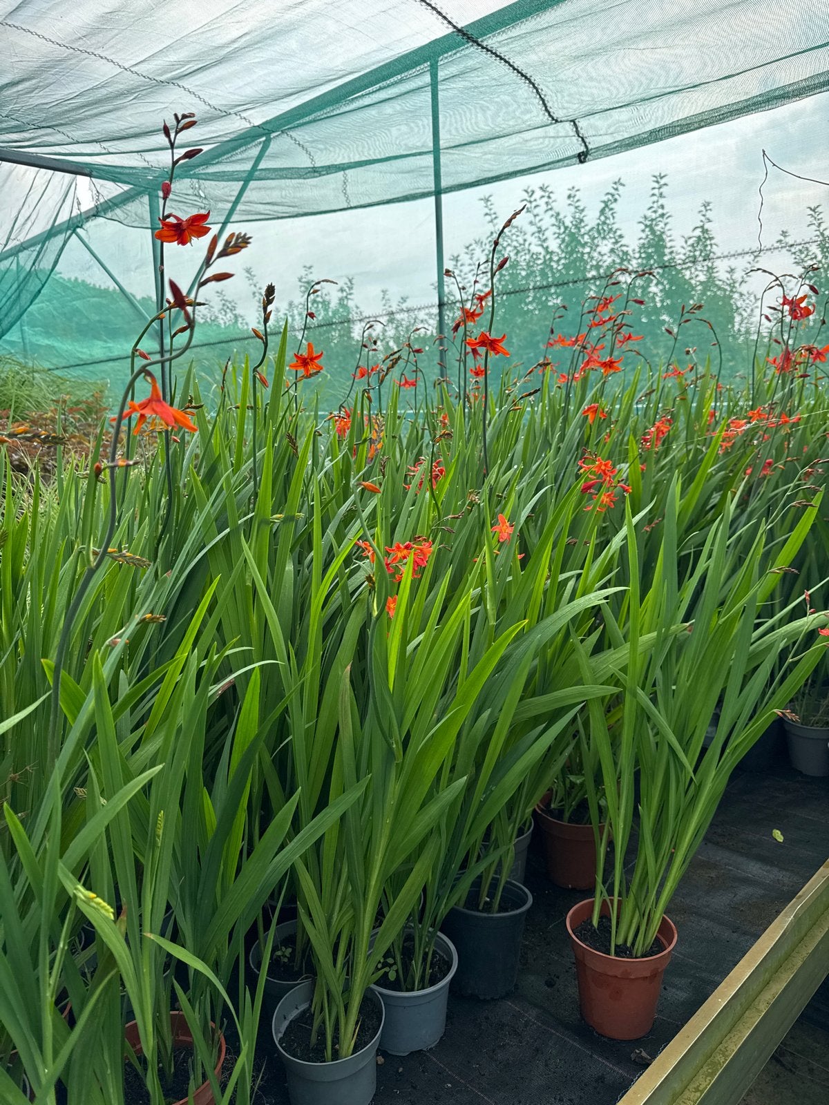 Crocosmia (Montbretia) volle potten met knop en bloem, Tuin en Terras, Volle zon, Vaste plant, Zomer, Ophalen