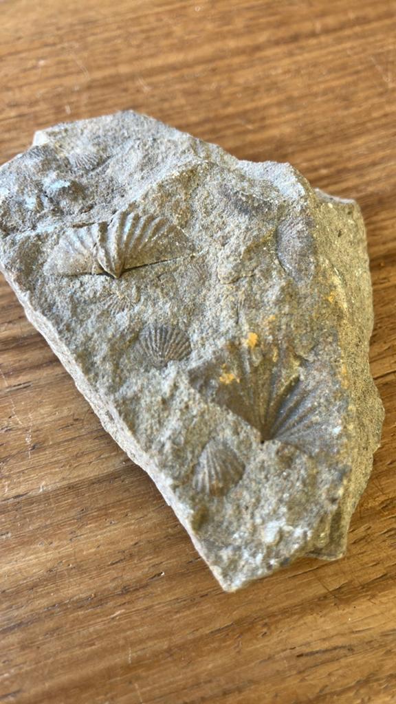 Brachiopode spiriferida (Z), Verzamelen, Ophalen of Verzenden, Fossiel