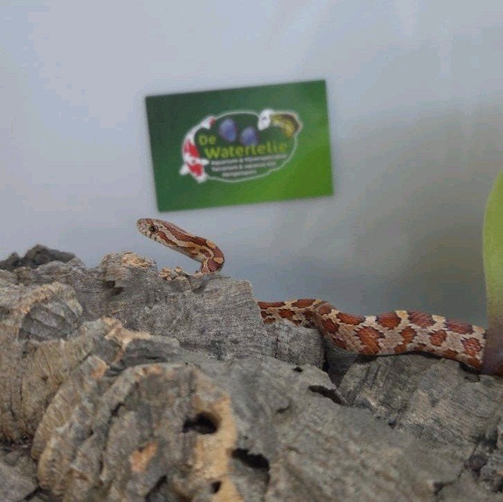Rattenslang, Dieren en Toebehoren, Amfibie, 0 tot 2 jaar