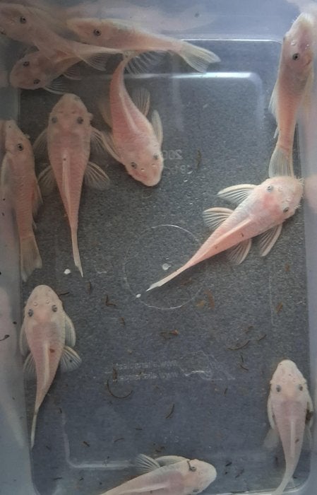 Trio Ancistrus Snow White 6-8 cm € 45,-!!!, Vis, Zoetwatervis