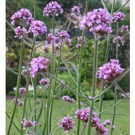 Zaden Verbena bonariensis, Ophalen of Verzenden, Volle zon
