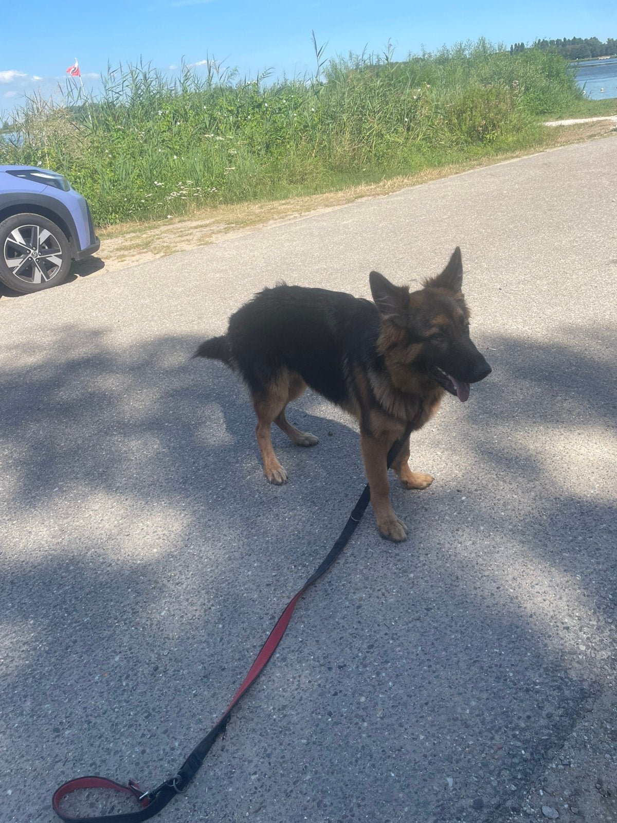 Duitse herder pup 7 maanden, Dieren en Toebehoren, Honden | Herdershonden en Veedrijvers, Parvo, 15 weken tot 1 jaar, Reu, Eén hond