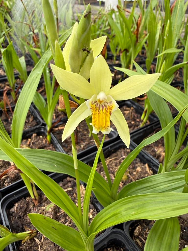 Bletilla ochracea - Gele Chinese Grondorchidee (9 cm pot), Overige soorten, Vaste plant, Ophalen of Verzenden, Halfschaduw