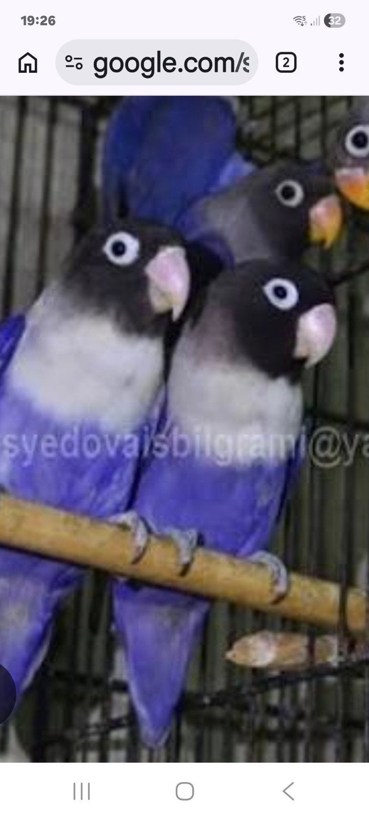 Gezocht personata violet, Geslacht onbekend, Dwergpapegaai of Agapornis