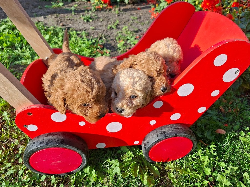 Pups Australian cobberdoodle x poedel, Overige rassen, 8 tot 15 weken, CDV (hondenziekte), Meerdere