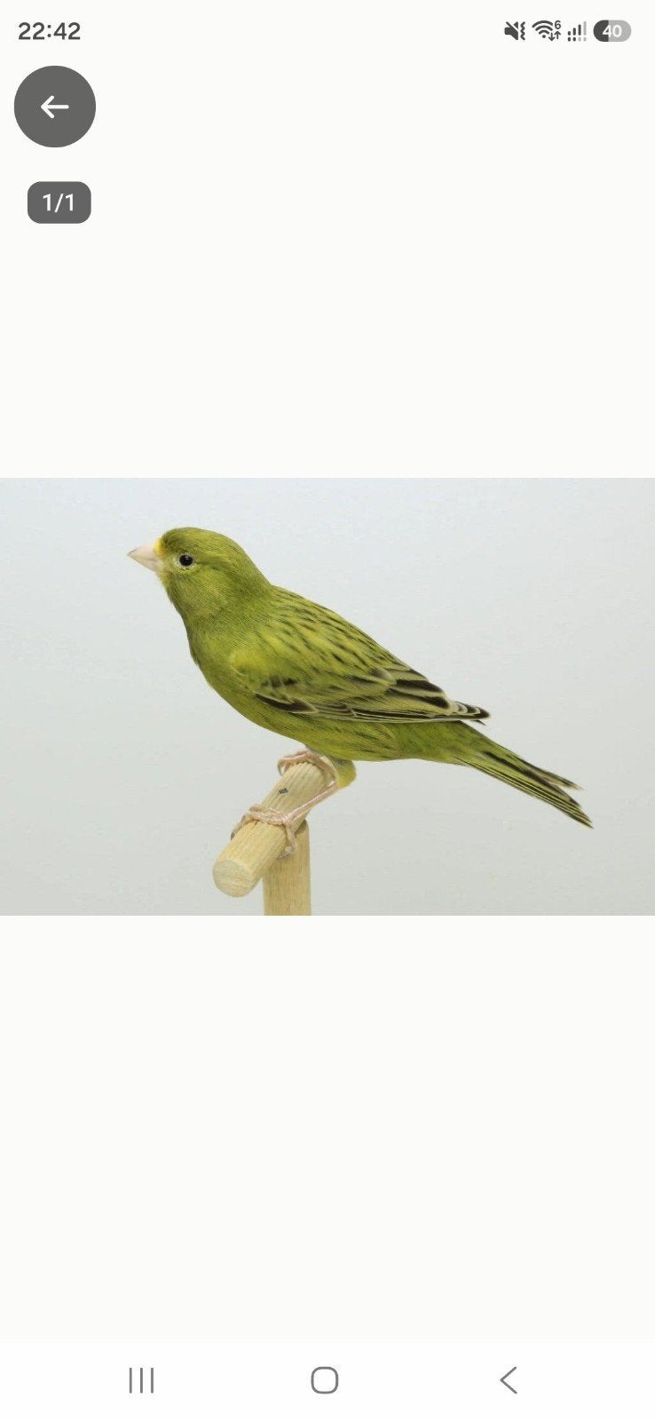 2 tot 3 koppel denk ik heb te koop., Dieren en Toebehoren, Vogels | Kanaries, Meerdere dieren, Kleurkanarie
