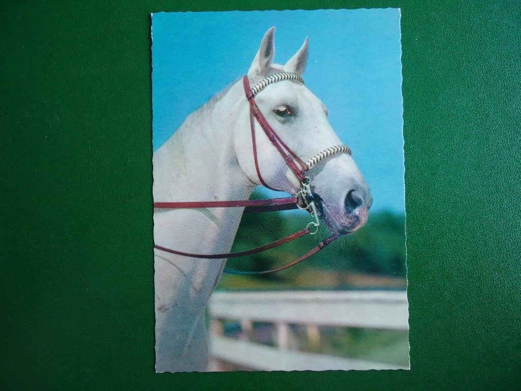 (614) Dierenkaart: PAARD, Verzamelen, Verzenden, 1980 tot heden, Ongelopen, Paard