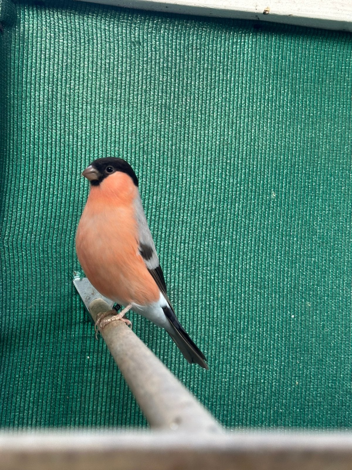 Noordse goudvink bruin, Dieren en Toebehoren, Mannelijk, Wildzangvogel, Geringd