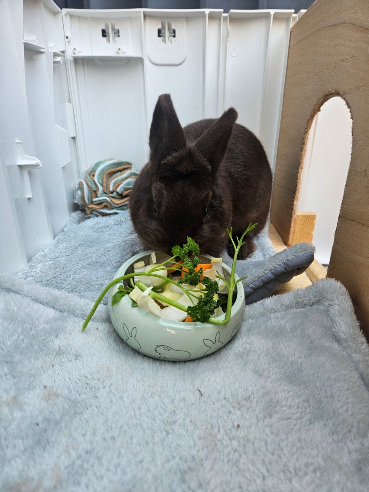 konijn met hok, Meerdere dieren, 0 tot 2 jaar