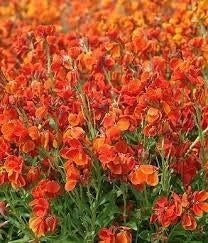 Cheirantus cheiri 'Orange Bedder' - Tweejarige Muurbloem, Tuin en Terras, Volle zon, Tweejarig, Lente, Ophalen