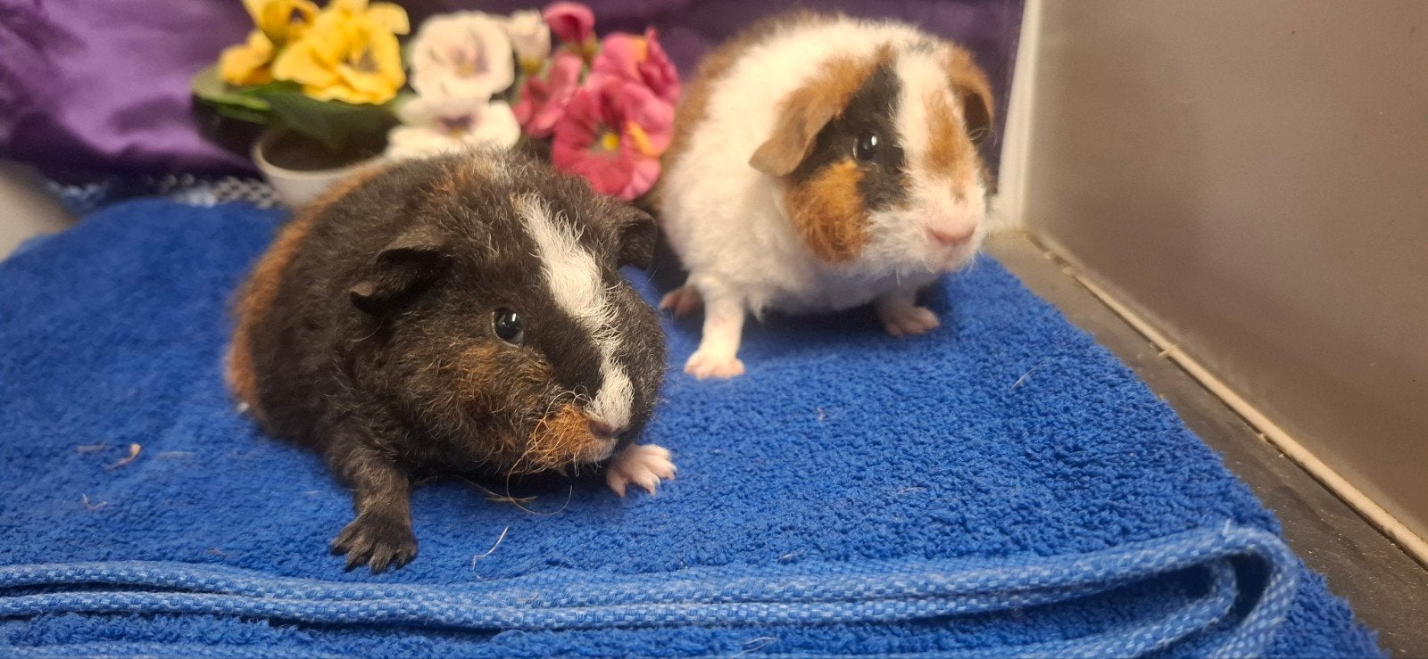 Zuivere US teddy broertjes, Dieren en Toebehoren, Mei, Mannelijk, Cavia
